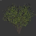 Lush Shrub With Green Leaves And Multiple Branches In Natural Form