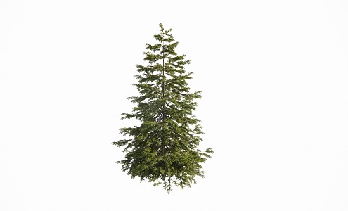 pine conifers 3d model