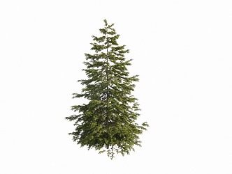 pine conifers 3d model