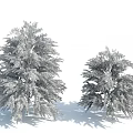 Lush Shrubs With Deep Green And Red Foliage Tall And Short Varieties