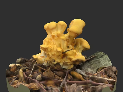 Vibrant Yellow Mushroom Plant Painting with Dried Leaves and Twigs on Dark Background 3d model