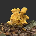 Vibrant Yellow Mushroom Plant Painting with Dried Leaves and Twigs on Dark Background