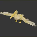 White Pelican Spreading Wings on Dark Reflective Surface with Soft Lighting 3d model