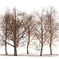 Autumn Trees with Few Leaves on Branches and Fallen Leaves Arranged on White Background