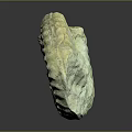 Intricate Ancient Ammonite Fossil With Spiral Texture And Natural Patterns 3d model