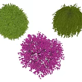Spherical Green And Purple Decorative Shrub Plants For Garden Landscaping