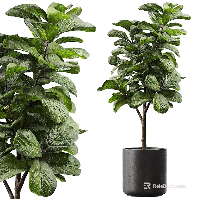 Lush Indoor Fiddle Leaf Fig Potted Plant With Large Green Leaves And Black Pot 3d model 