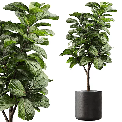 Lush Indoor Fiddle Leaf Fig Potted Plant With Large Green Leaves And Black Pot 3d model