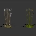 Two Types of Plants With Slender Stems White and Green Leaves and Spiked Tops