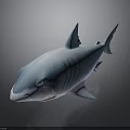 Realistic Shark 3D Model With Blue Gray Color Fins And Detailed Texture On Dark Background