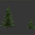 Various Sizes Green and Snow Covered Pine Trees on Dark Background with Reflections