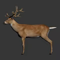 Brown Deer With Large Antlers Standing On Gray Background With Reflection 3d model