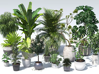 Assorted Potted Plants and Bonsai with Various Green Foliage and Stylish Planters for Home Decor 3d model