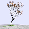 Slender Tree With Yellow Leaves And Branches Against Clear Blue Sky