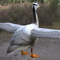 White and Grey Feathered Goose with Spread Wings Standing on Green Grassland Outdoor