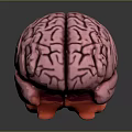 Human Brain 3D Rendered Model Featuring Pinkish Color And Detailed Anatomical Structure 3d model