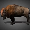 Realistic Brown Buffalo With Thick Fur And Curved Horns Standing Pose