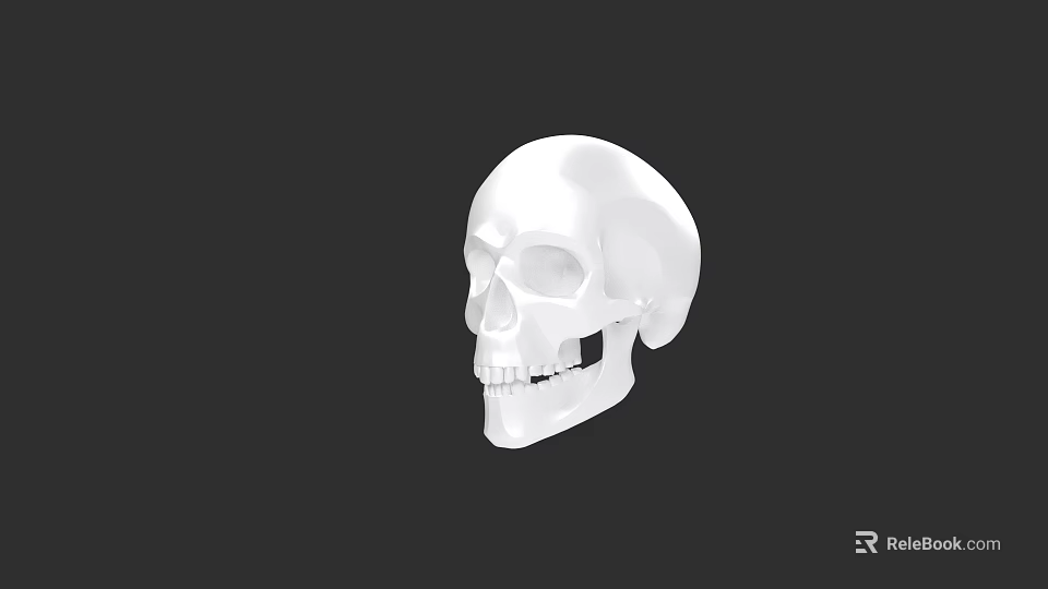 Detailed White Skull Anatomical Model Side View on Black Background 3d model 