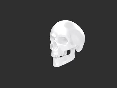 Detailed White Skull Anatomical Model Side View on Black Background 3d model