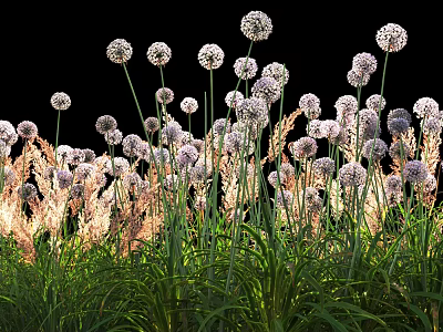 Flowering Shrubs With White And Purple Round Blooms Slender Stems Green Foliage 3d model