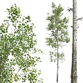 Three Varieties of Deciduous Trees With Lush Green Leaves and Textured Trunks