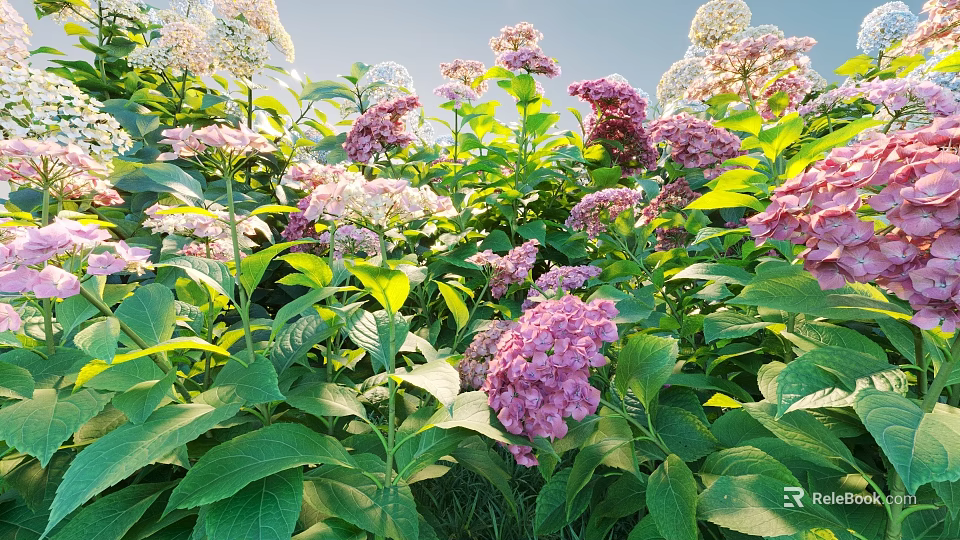 Beautiful Pink And White Hydrangea Flowers With Lush Green Leaves Growing In Sunlight 3d model 