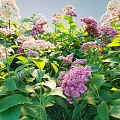 Flowers and plants combination landscape shrubs shrubs plant combination natural landscape hydrangea 3d model