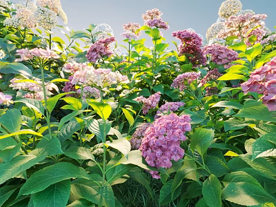 Beautiful Pink And White Hydrangea Flowers With Lush Green Leaves Growing In Sunlight 3d model