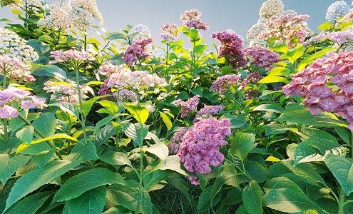 Flowers and plants combination landscape shrubs plant combination natural landscape hydrangea 3d model