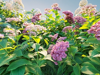 Flowers and plants combination landscape shrubs plant combination natural landscape hydrangea 3d model