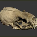 Animal Skull With Residual Hair And Visible Bone Structure On Reflective Background