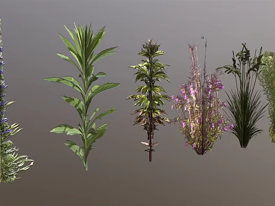 Various Indoor Outdoor Plants With Green Leaves Purple Flowers And Different Foliage 3d model
