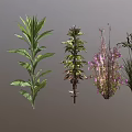 Various Indoor Outdoor Plants With Green Leaves Purple Flowers And Different Foliage