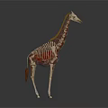 Detailed Giraffe Model Featuring Long Neck Spotted Fur And Mane Details