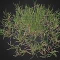 Green Grass Plant with Exposed Roots Growing on Black Background
