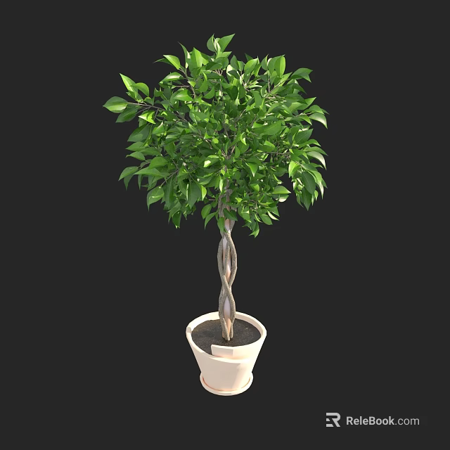 Bonsai Plant with Lush Green Leaves and Twisted Trunk in White Ceramic Pot 3d model 