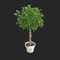 Bonsai Plant with Lush Green Leaves and Twisted Trunk in White Ceramic Pot