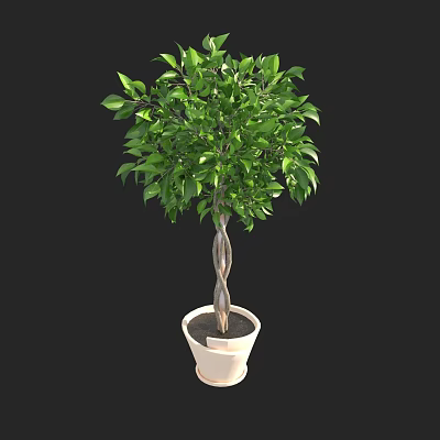 Bonsai Plant with Lush Green Leaves and Twisted Trunk in White Ceramic Pot 3d model