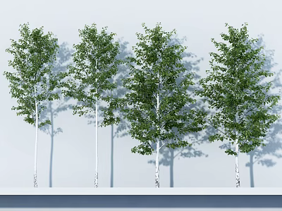 Lush Green Leafy Arbor Trees With White Trunks And Natural Soft Shadows 3d model