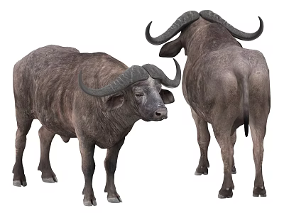 Two African Buffaloes with Large Curved Horns Displayed From Front And Back Views 3d model