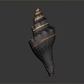 Spiral Conch Shell With Organ Like Structure And Hair Textured Surface