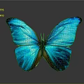Vibrant Blue Butterfly With Shiny Iridescent Wings On Grey Background And Reflection