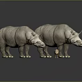 Three Rhinos Two Adults and One Baby Standing on Reflective Gray Background