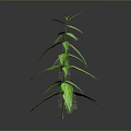 Green Plant With Slender Stem And Multiple Leaves On Gray Background
