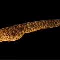 Yellow Brown Striped Moray Eel With Long Slender Body And Open Mouth