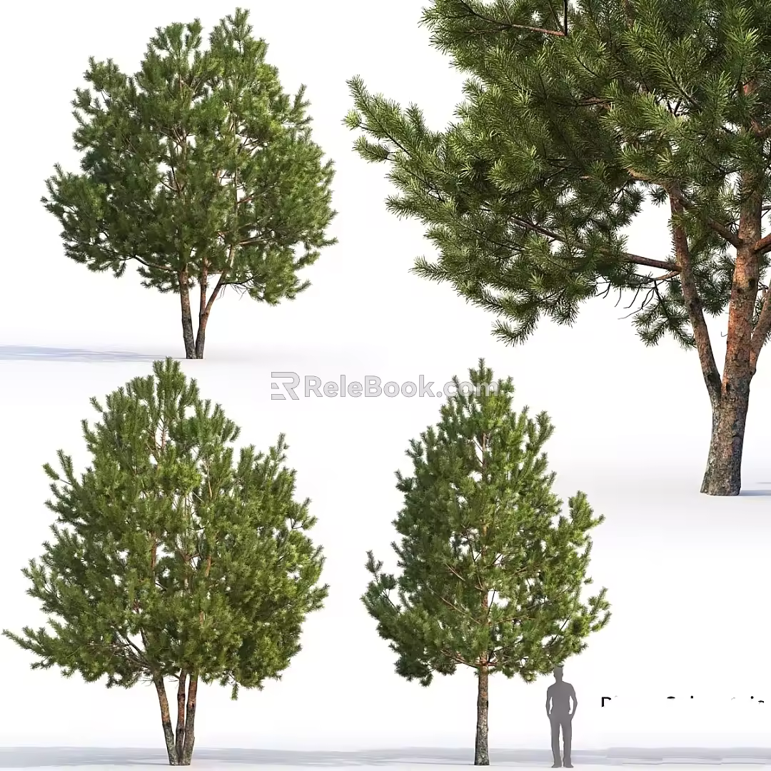 Modern Tree Spruce Pine, Pinus sylvestris, Pine Cedar 3d model