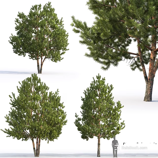 Lush Green Pine Trees With Various Shapes Distinctive Branches And Foliage 3d model 