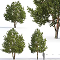 Modern Tree Spruce Pine, Pinus sylvestris, Pine Cedar 3d model