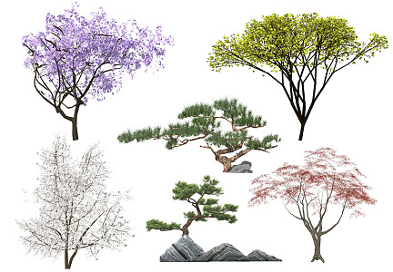 Modern Tree Landscape Tree Model Tree Color Leaf Plant Black Pine Pohan Pine Ornamental Tree Red Maple Color Leaf Tree 3d model