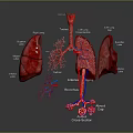 Medical Device 3D Anatomical Respiratory System Model with Labeled Parts Showing Lungs Trachea Bronchi Alveoli